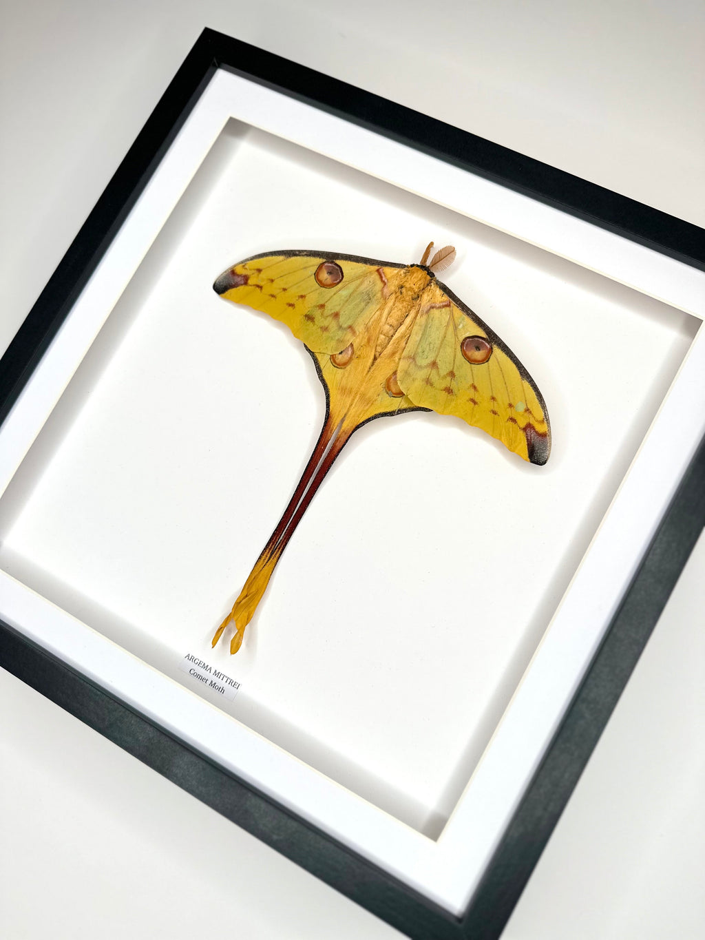 Comet Moth (Resting Argema Mittrei Male) – XLarge Frame handmade by cuteaholic large yellow moth
