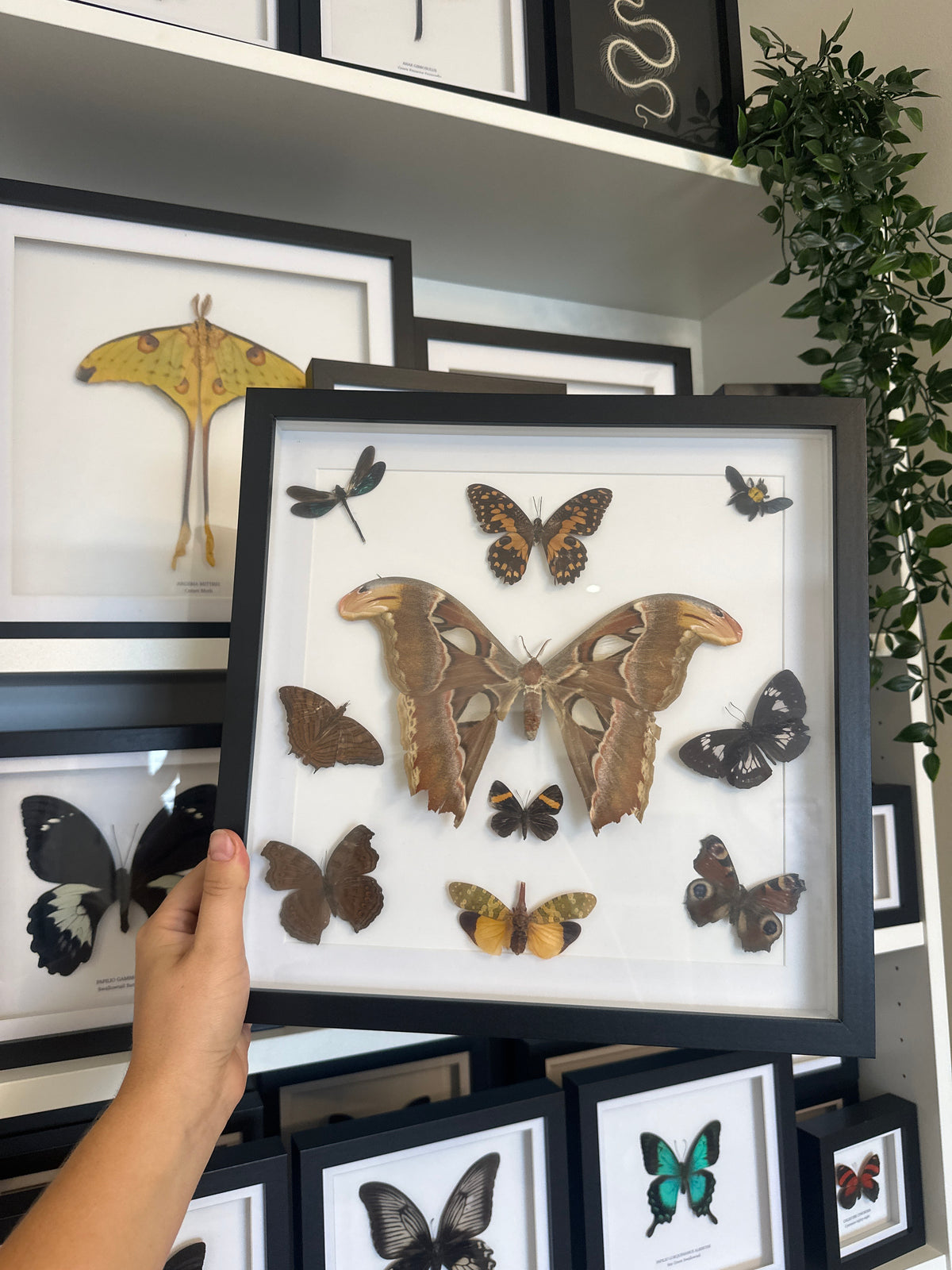 Sale | One Offs | Rare Pieces | Butterflies | Moths | Bugs
