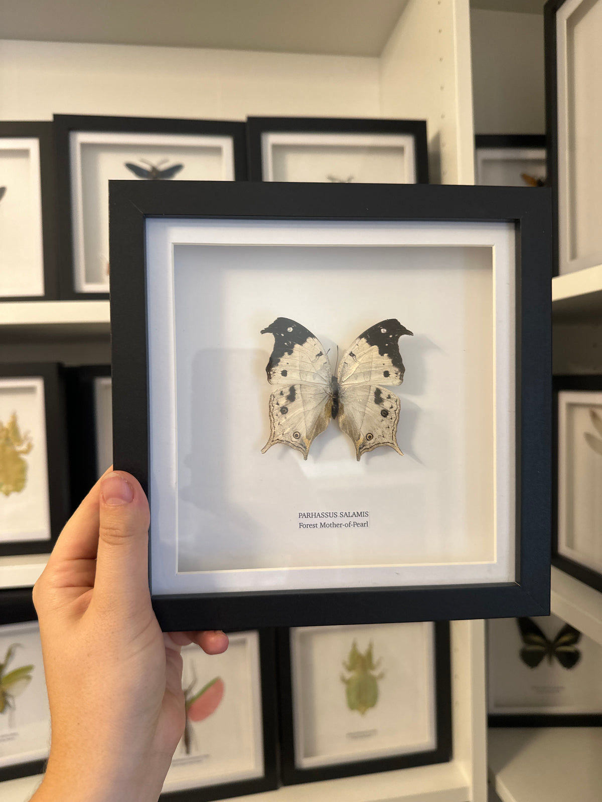 Forest Mother-of-pearl (Parhassus Salamis) – Medium Frame