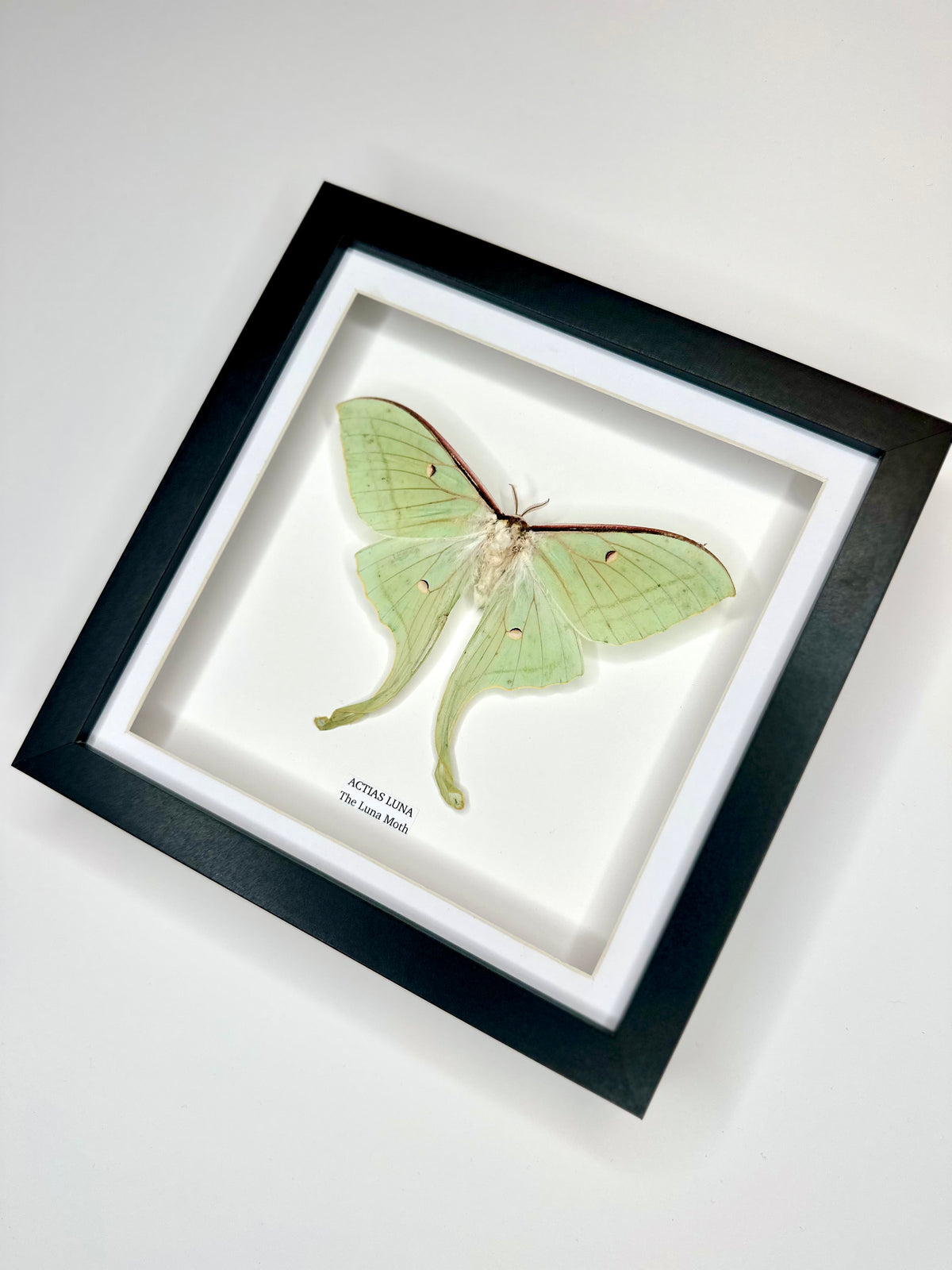Luna Moth (Actias Luna) - Medium Framed Moth