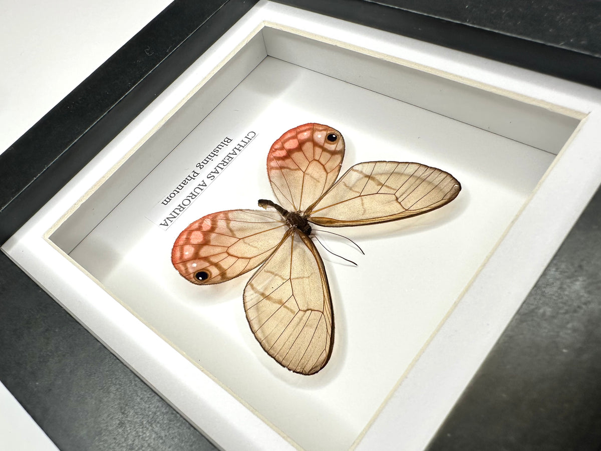 Blushing Phantom (Cithaerias Aurorina) - Small Framed Butterfly