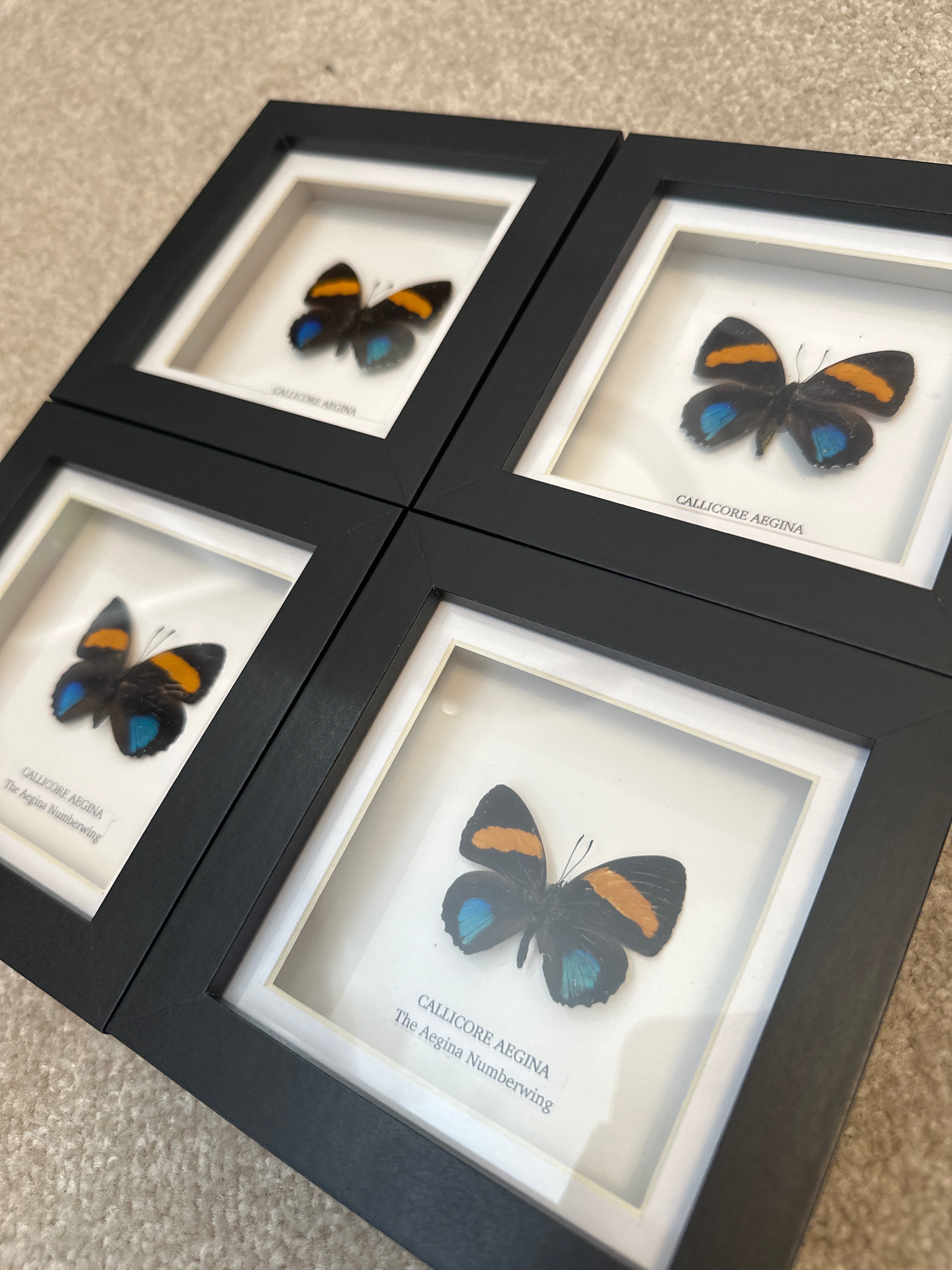 Sale | One Offs | Rare Pieces | Butterflies | Moths | Bugs