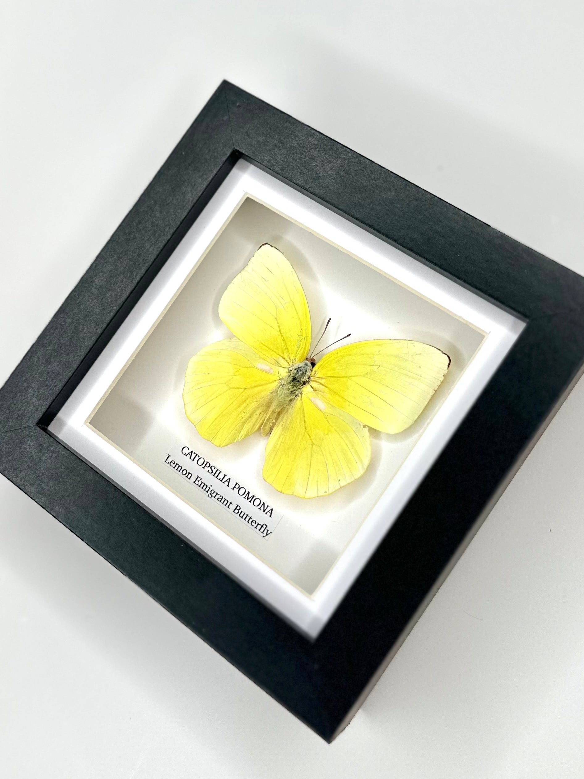 Lemon Emigrant (Catopsilia Pomona) - Small Framed Butterfly