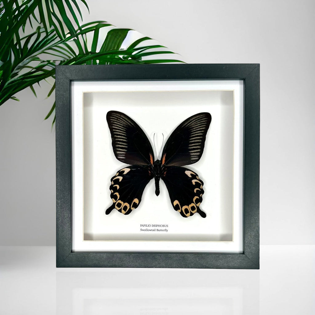 Deiphobus Swallowtail Butterfly | Papilio Deiphobus | Medium black shadow deep Frame - Taxidermy Entomology Home Decor Framed Natural Art handmade by cuteaholic gifts