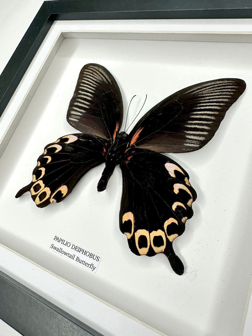 Deiphobus Swallowtail Butterfly | Papilio Deiphobus | Medium black shadow deep Frame - Taxidermy Entomology Home Decor Framed Natural Art handmade by cuteaholic gifts