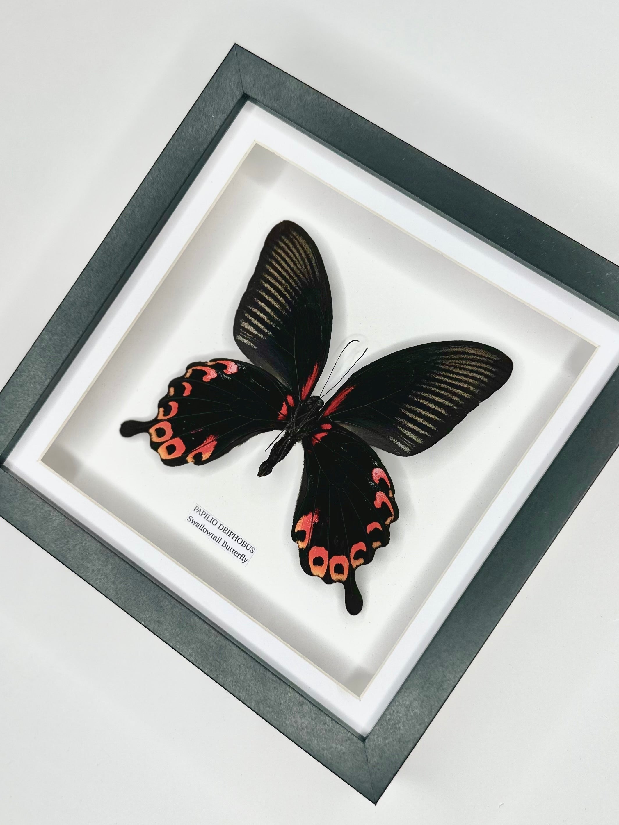 Deiphobus Swallowtail Butterfly | Papilio Deiphobus | Medium black shadow deep Frame - Taxidermy Entomology Home Decor Framed Natural Art handmade by cuteaholic gifts