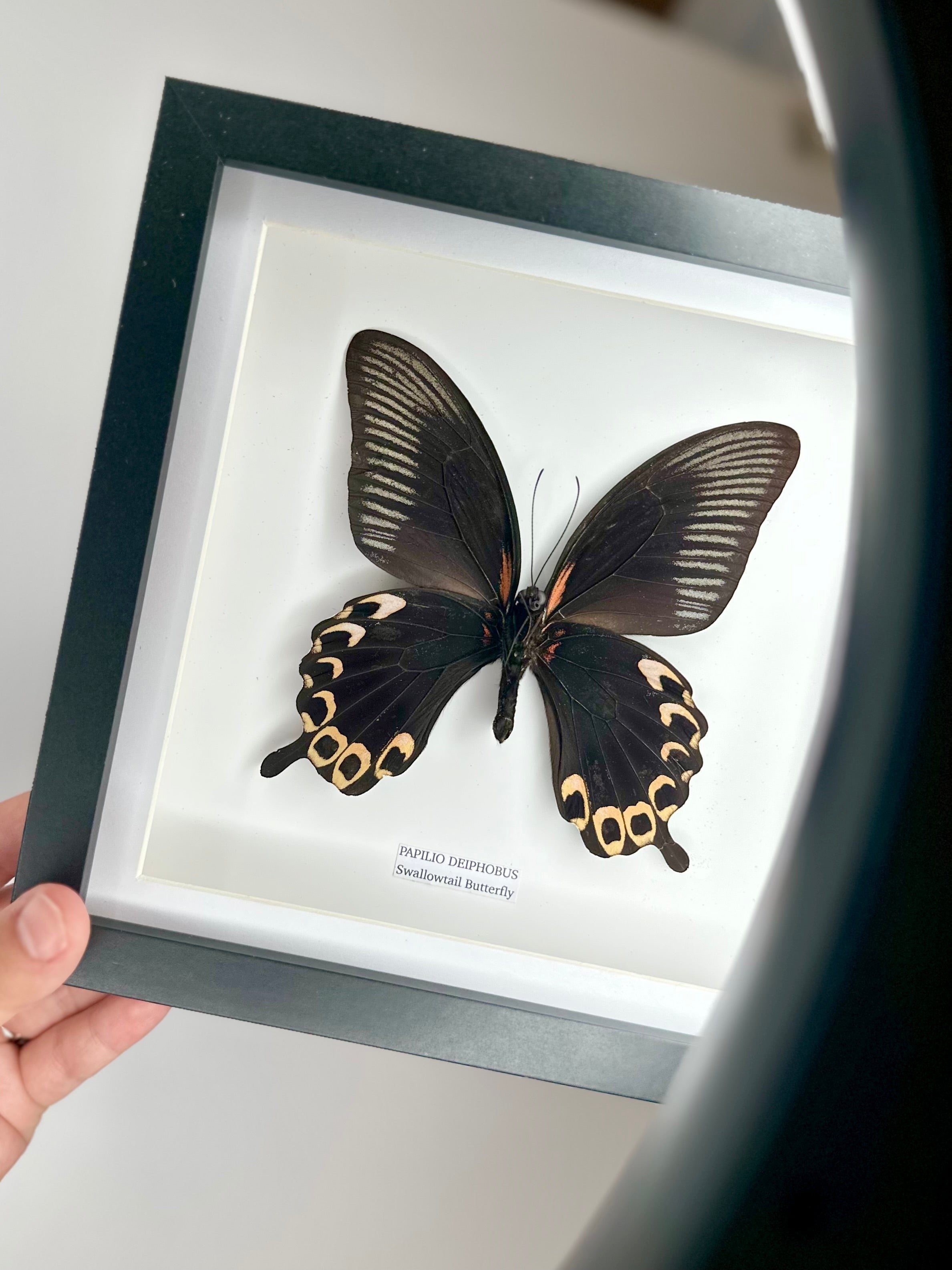 Deiphobus Swallowtail Butterfly | Papilio Deiphobus | Medium black shadow deep Frame - Taxidermy Entomology Home Decor Framed Natural Art handmade by cuteaholic gifts