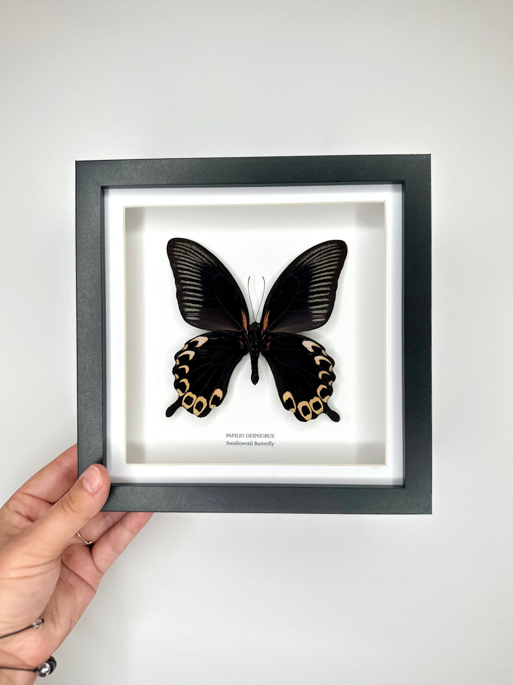 Deiphobus Swallowtail Butterfly | Papilio Deiphobus | Medium black shadow deep Frame - Taxidermy Entomology Home Decor Framed Natural Art handmade by cuteaholic gifts