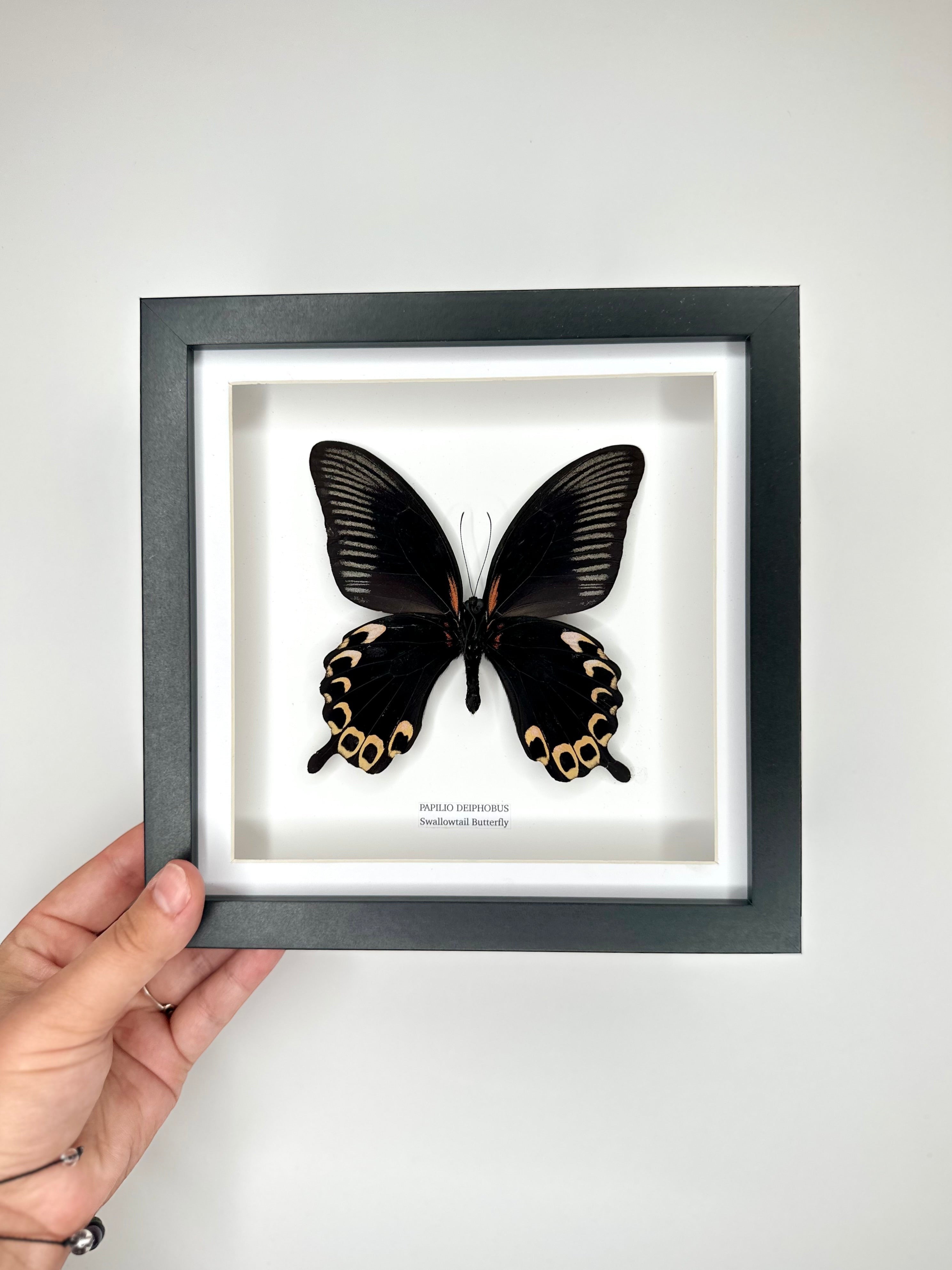 Deiphobus Swallowtail Butterfly | Papilio Deiphobus | Medium black shadow deep Frame - Taxidermy Entomology Home Decor Framed Natural Art handmade by cuteaholic gifts