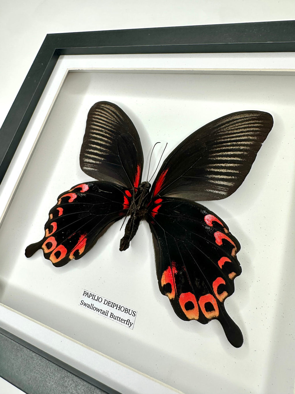 Deiphobus Swallowtail Butterfly | Papilio Deiphobus | Medium black shadow deep Frame - Taxidermy Entomology Home Decor Framed Natural Art handmade by cuteaholic gifts