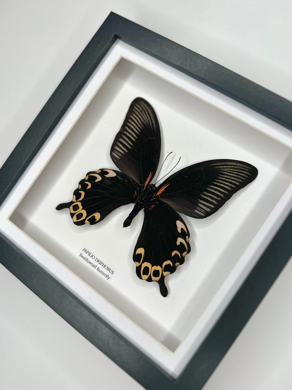 Deiphobus Swallowtail Butterfly | Papilio Deiphobus | Medium black shadow deep Frame - Taxidermy Entomology Home Decor Framed Natural Art handmade by cuteaholic gifts