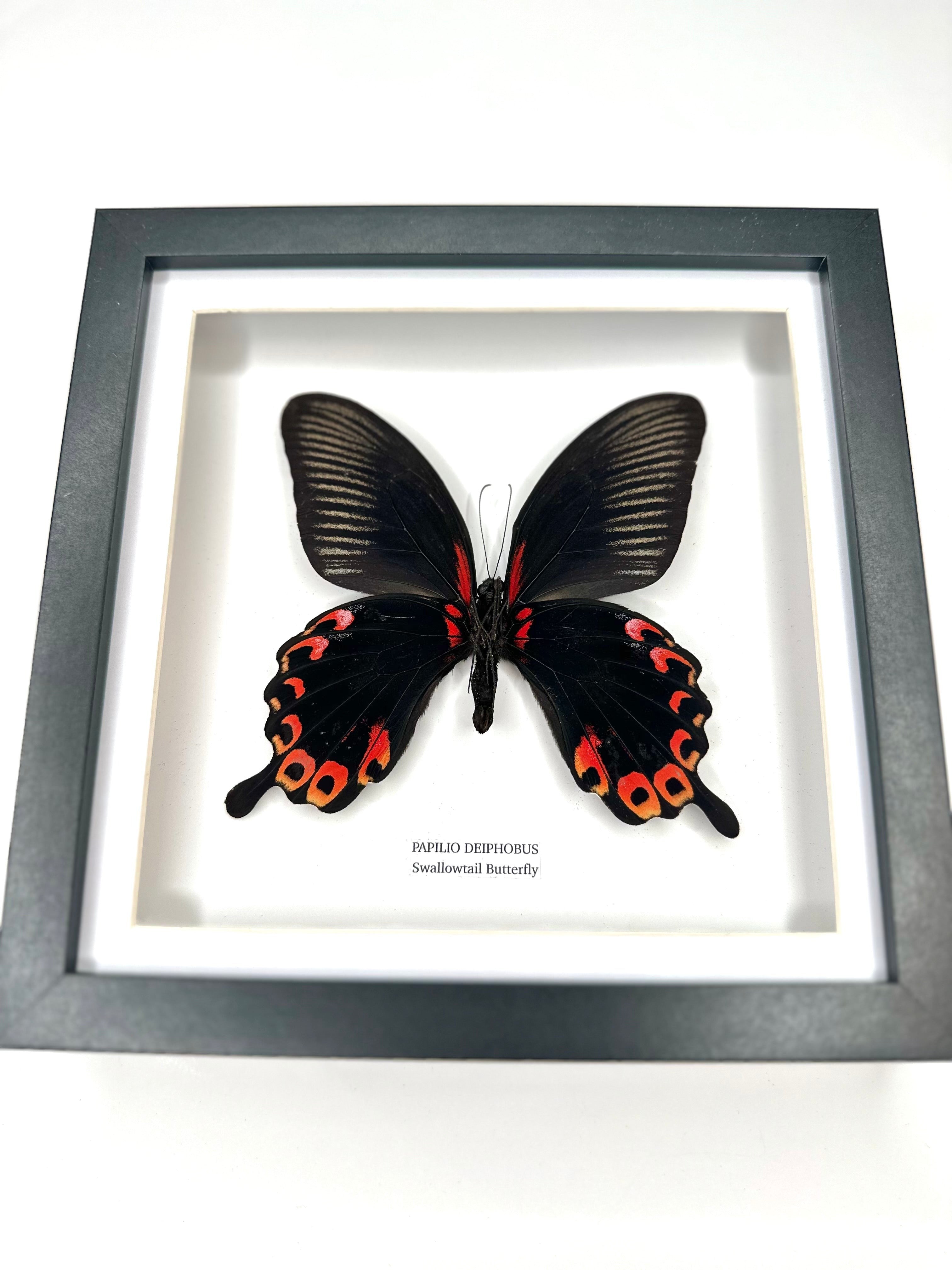Deiphobus Swallowtail Butterfly | Papilio Deiphobus | Medium black shadow deep Frame - Taxidermy Entomology Home Decor Framed Natural Art handmade by cuteaholic gifts