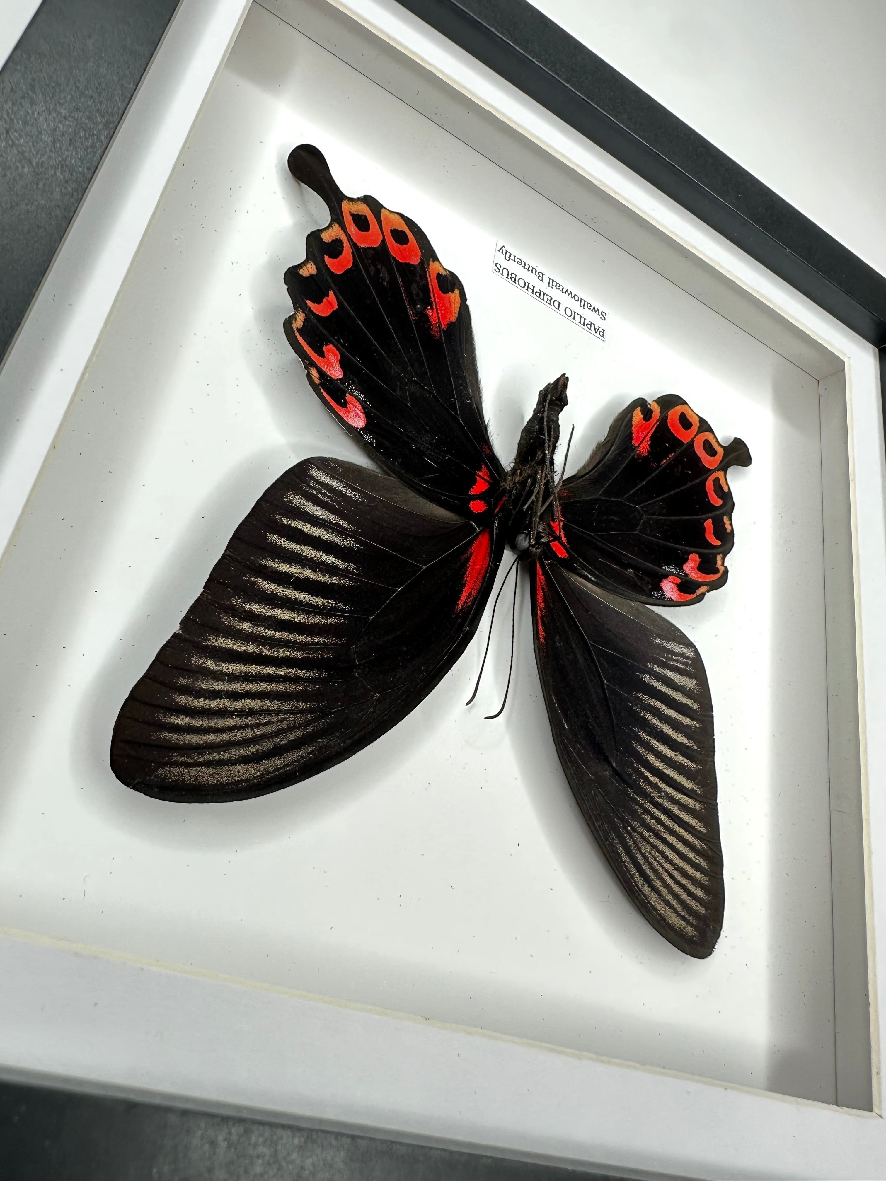 Deiphobus Swallowtail Butterfly | Papilio Deiphobus | Medium black shadow deep Frame - Taxidermy Entomology Home Decor Framed Natural Art handmade by cuteaholic gifts