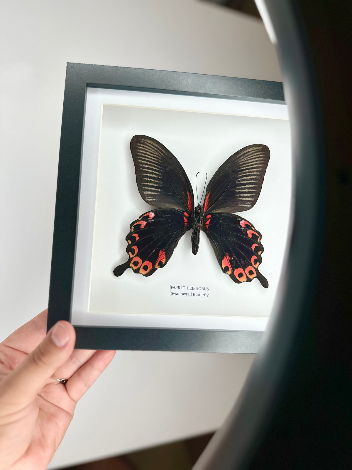 Deiphobus Swallowtail Butterfly | Papilio Deiphobus | Medium black shadow deep Frame - Taxidermy Entomology Home Decor Framed Natural Art handmade by cuteaholic gifts