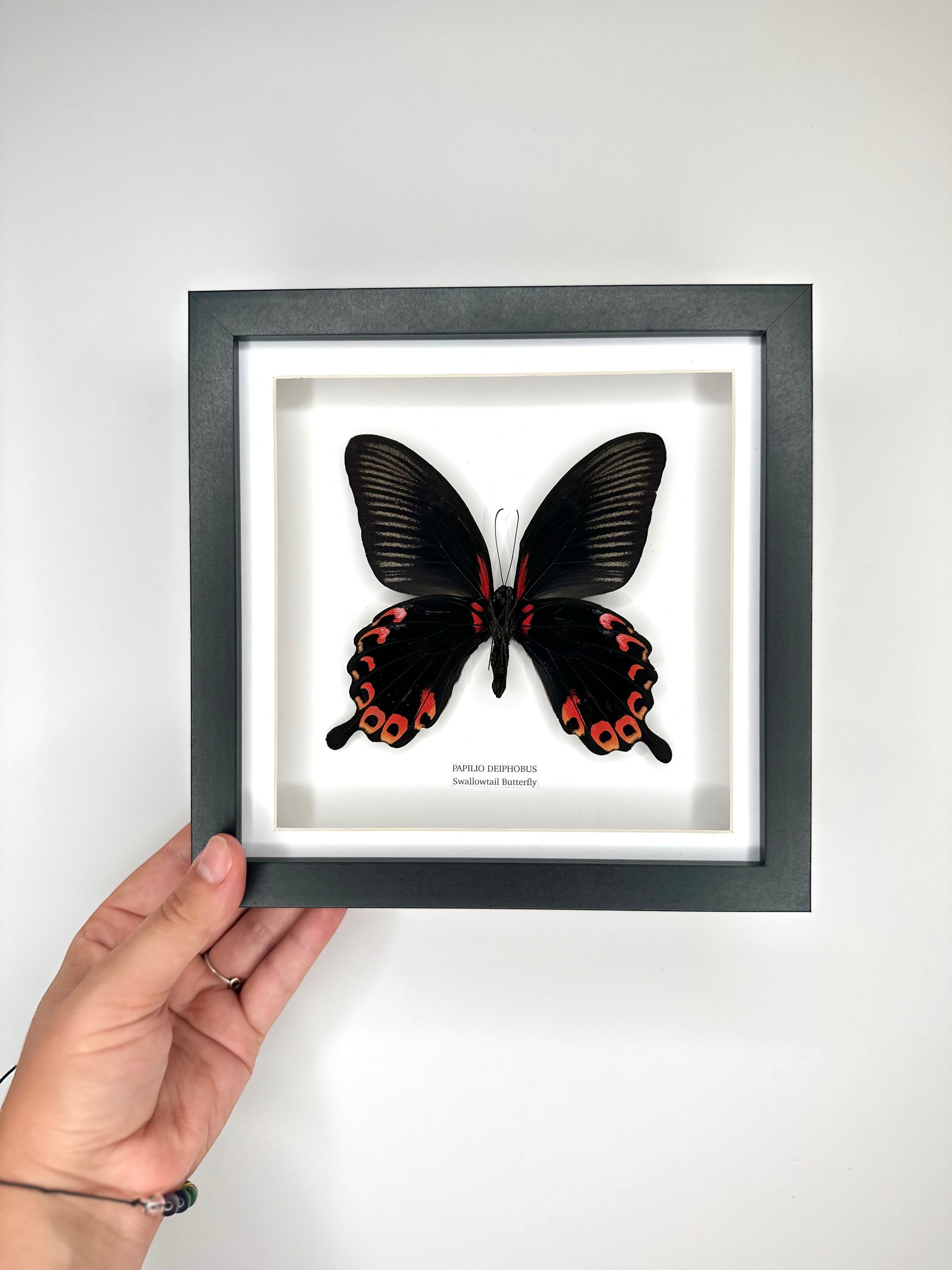 Deiphobus Swallowtail Butterfly | Papilio Deiphobus | Medium black shadow deep Frame - Taxidermy Entomology Home Decor Framed Natural Art handmade by cuteaholic gifts