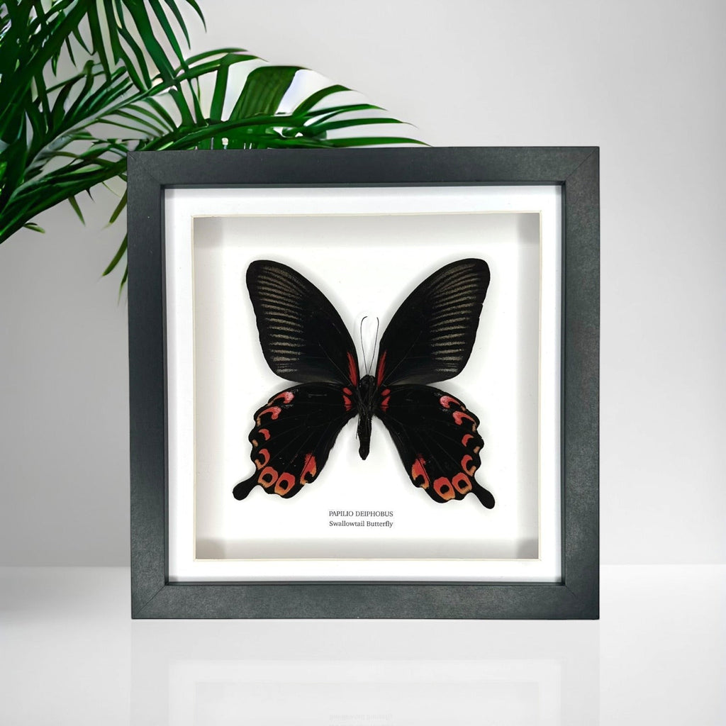 Deiphobus Swallowtail Butterfly | Papilio Deiphobus | Medium black shadow deep Frame - Taxidermy Entomology Home Decor Framed Natural Art handmade by cuteaholic gifts