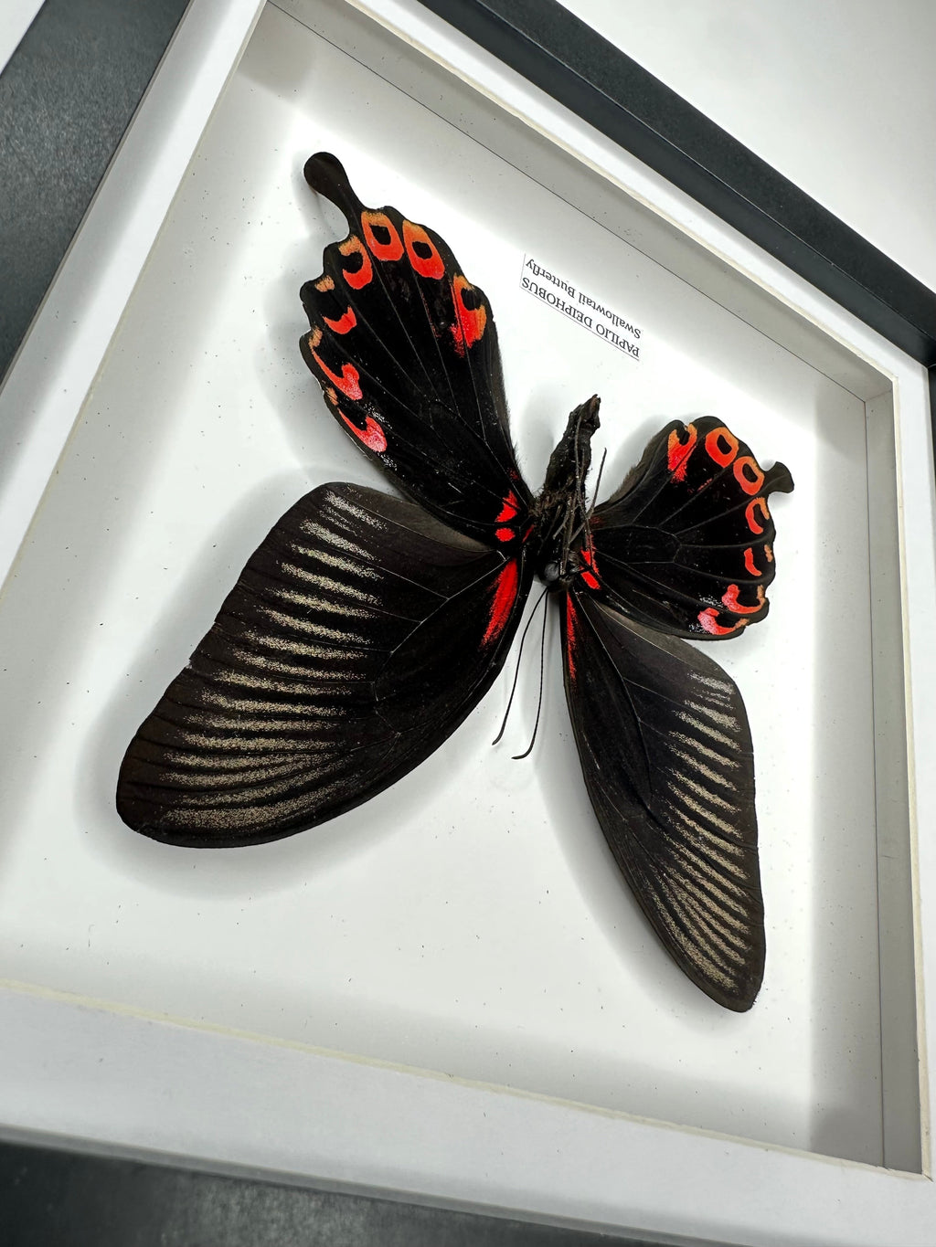 Deiphobus Swallowtail Butterfly | Papilio Deiphobus | Medium black shadow deep Frame - Taxidermy Entomology Home Decor Framed Natural Art handmade by cuteaholic gifts