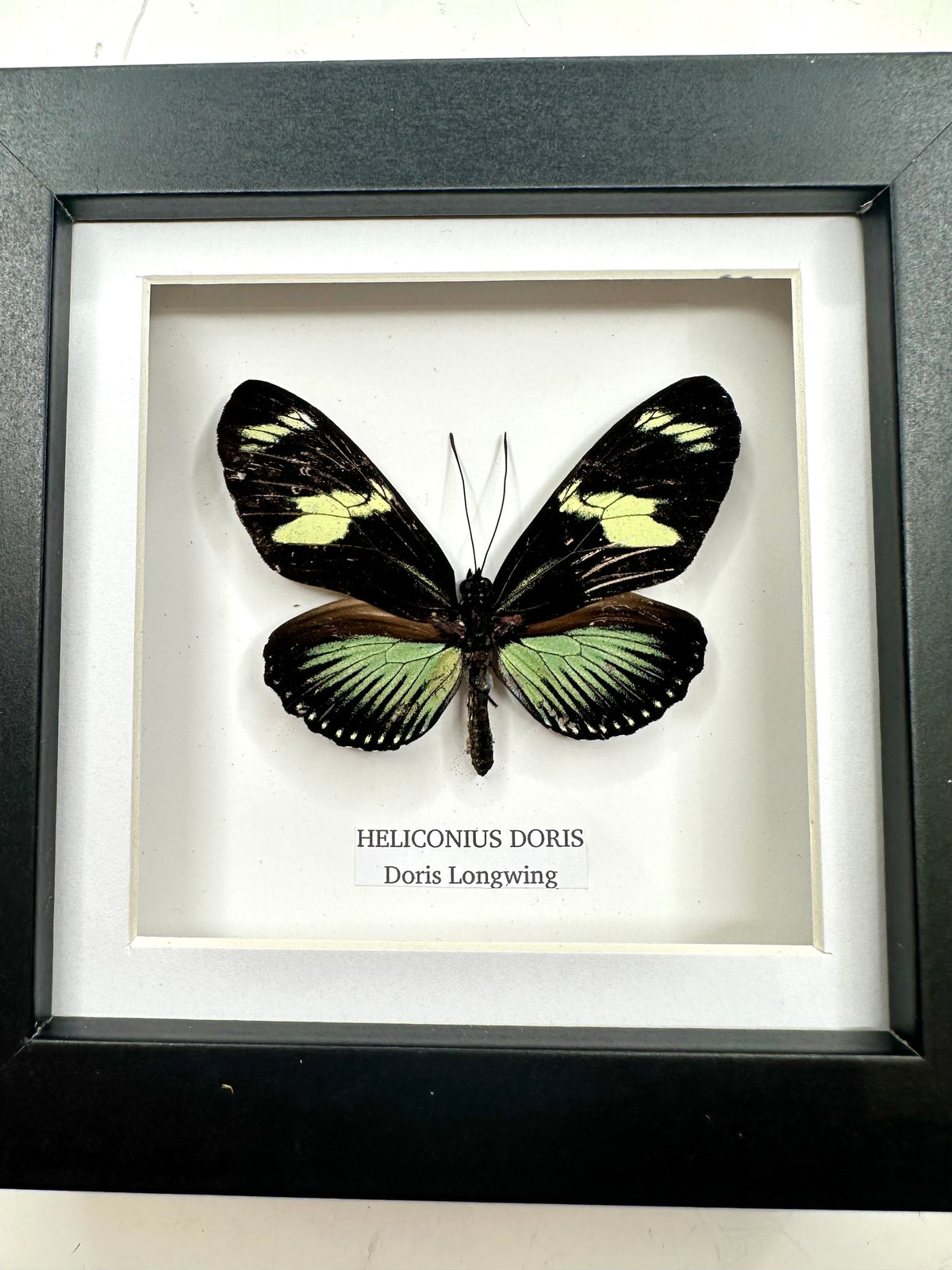 Doris Longwing | Heliconius Doris | Small black shadow Frame - Insect Taxidermy Entomology Home Decor Framed Natural Art handmade by cuteaholic gifts