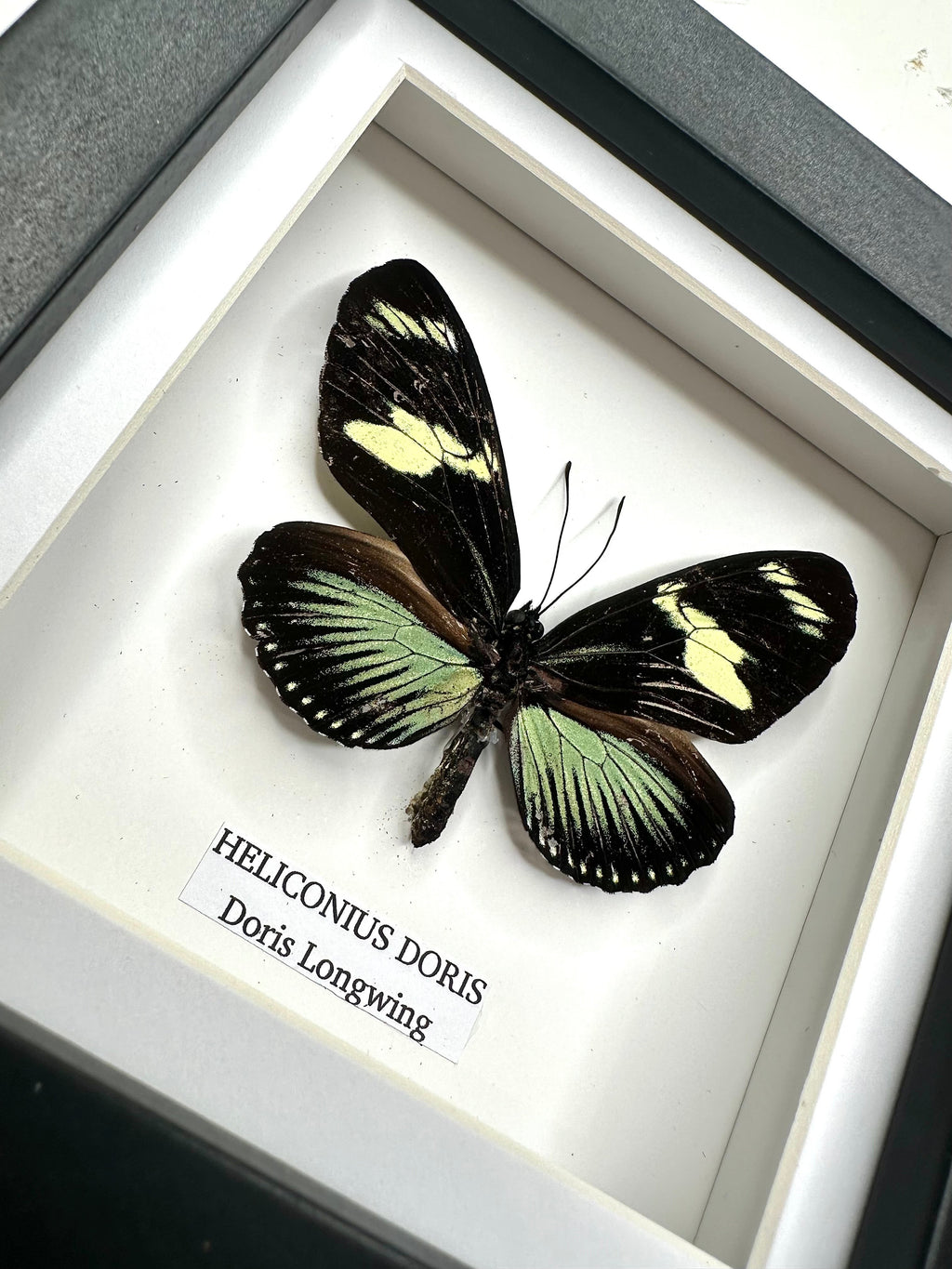 Doris Longwing | Heliconius Doris | Small black shadow Frame - Insect Taxidermy Entomology Home Decor Framed Natural Art handmade by cuteaholic gifts