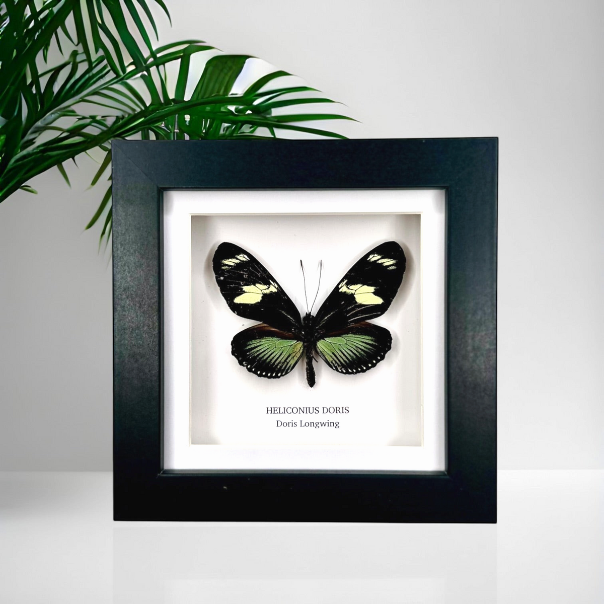 Doris Longwing | Heliconius Doris | Small black shadow Frame - Insect Taxidermy Entomology Home Decor Framed Natural Art handmade by cuteaholic gifts