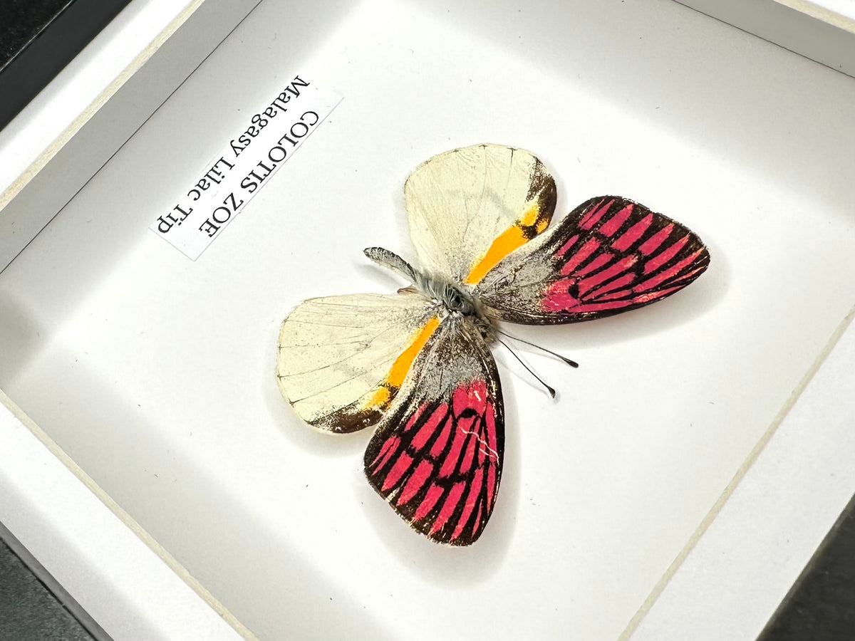 Malagasy Lilac Tip (Colotis Zoe) - Small Framed Butterfly