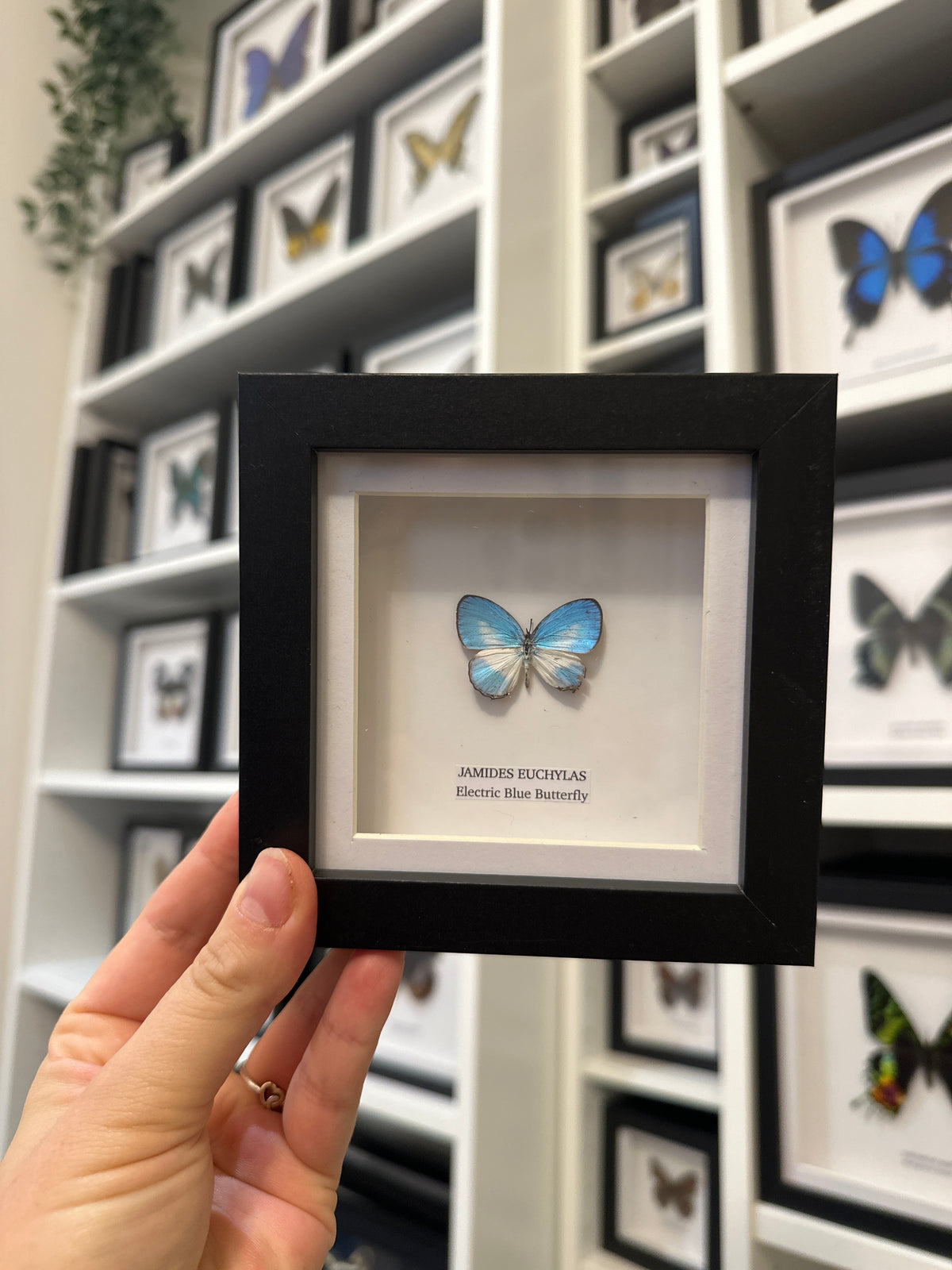 Sale | One Offs | Rare Pieces | Butterflies | Moths | Bugs