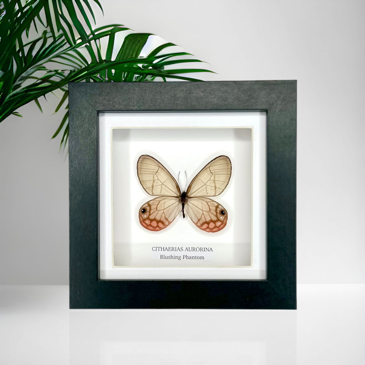 Blushing Phantom (Cithaerias Aurorina) - Small Framed Butterfly