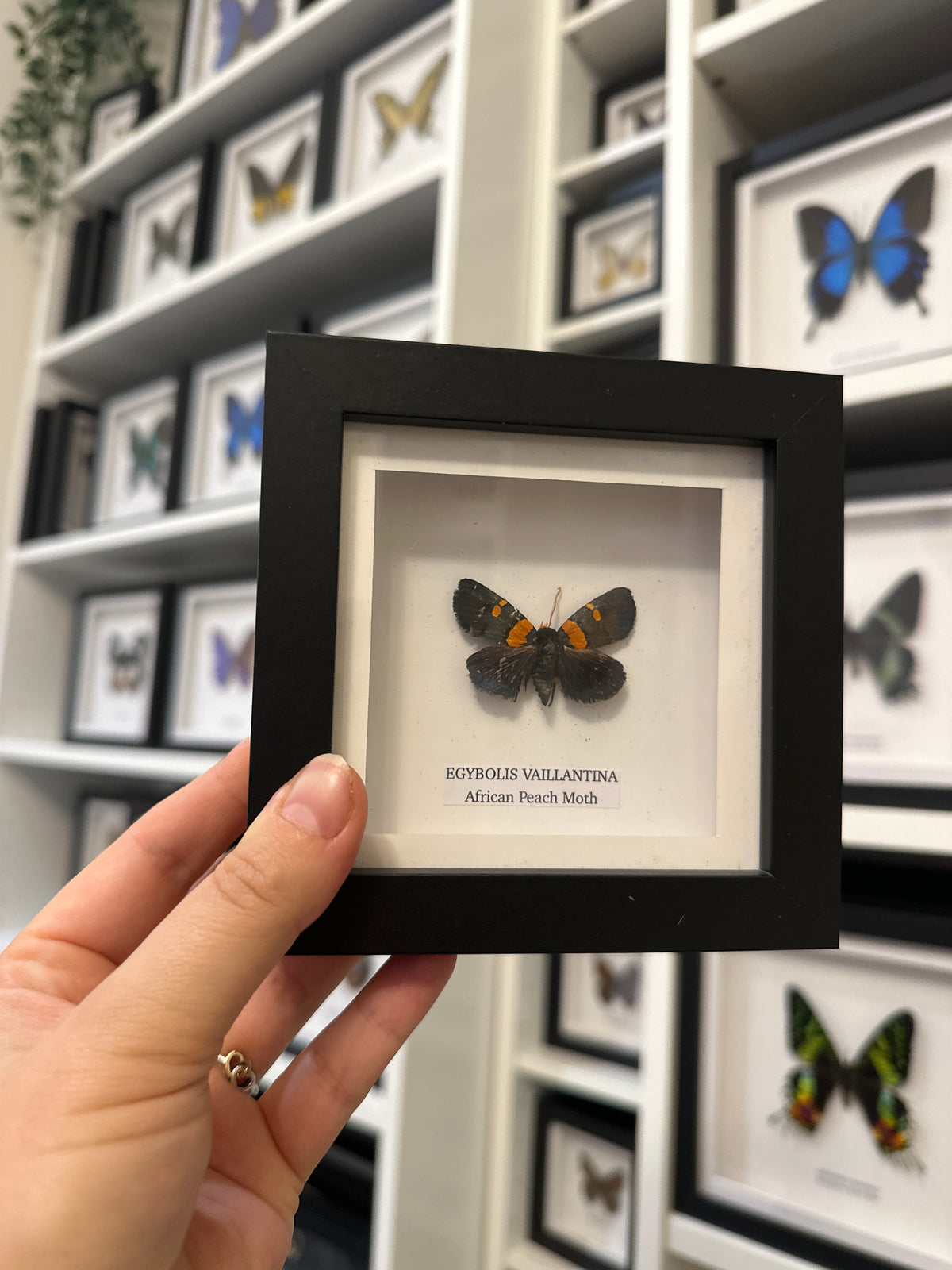 Sale | One Offs | Rare Pieces | Butterflies | Moths | Bugs