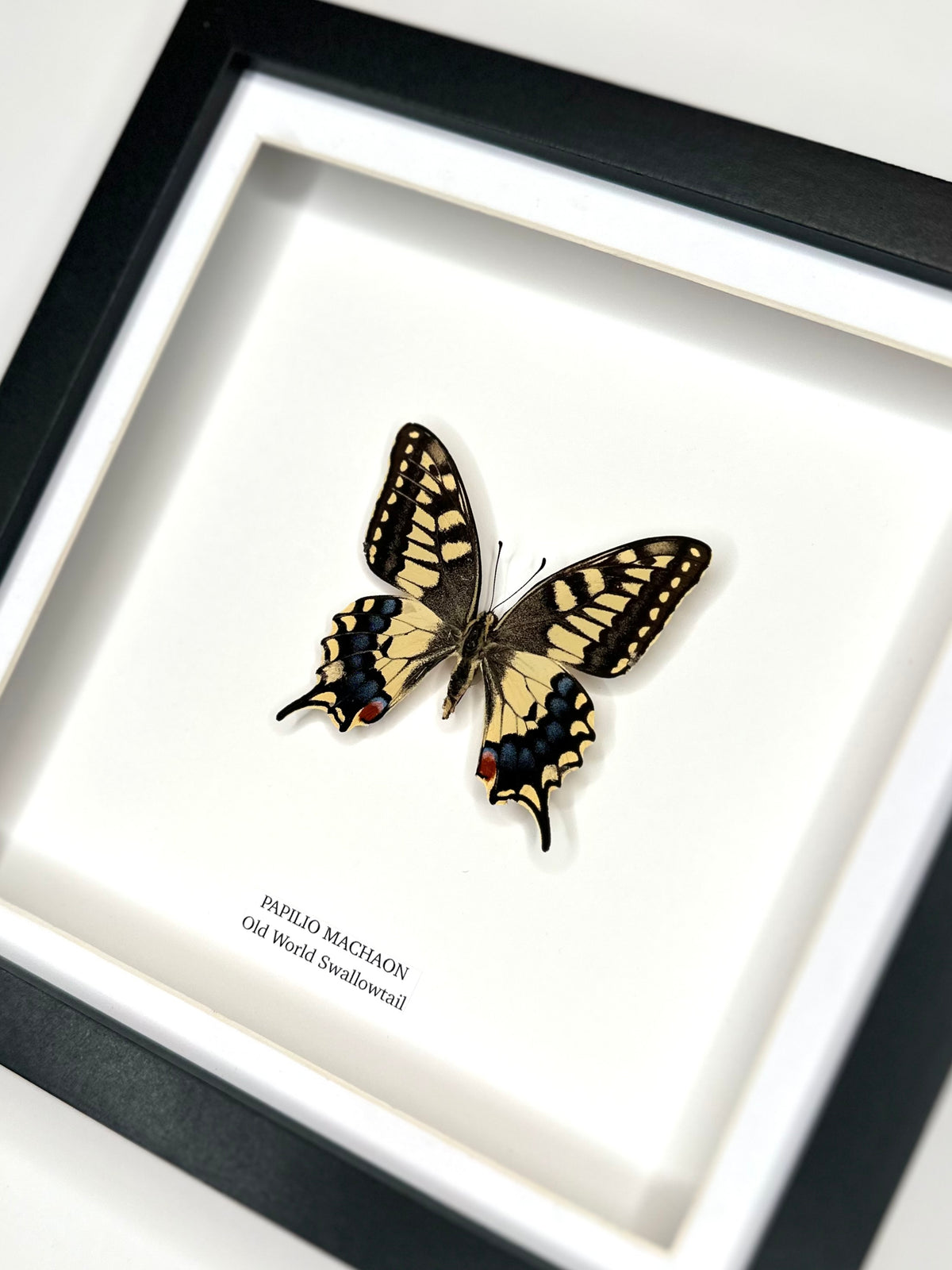 Old World Swallowtail (Papilio Machaon) - Medium Framed Butterfly