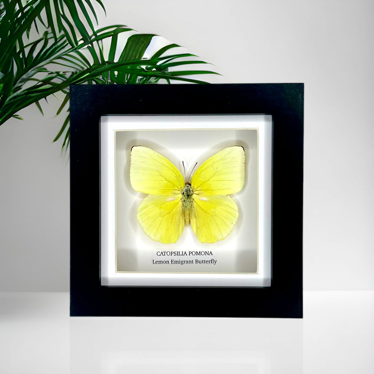 Lemon Emigrant (Catopsilia Pomona) - Small Framed Butterfly