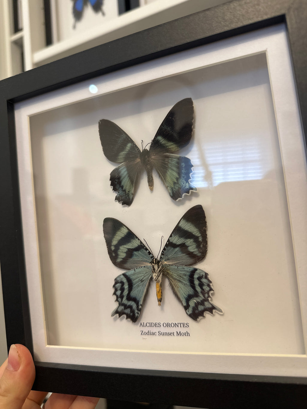 Sale | One Offs | Rare Pieces | Butterflies | Moths | Bugs