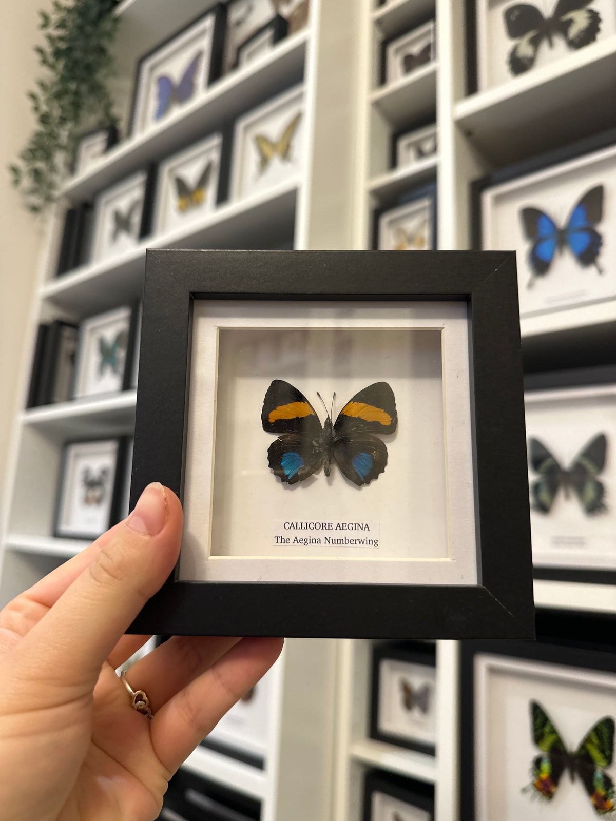 Sale | One Offs | Rare Pieces | Butterflies | Moths | Bugs