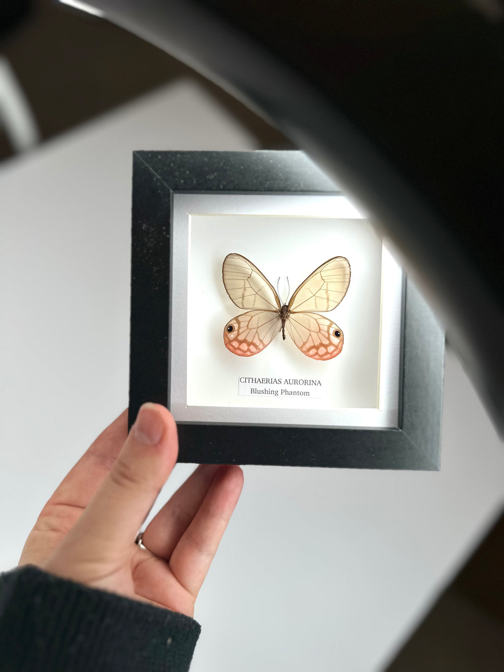 Blushing Phantom (Cithaerias Aurorina) - Small Framed Butterfly