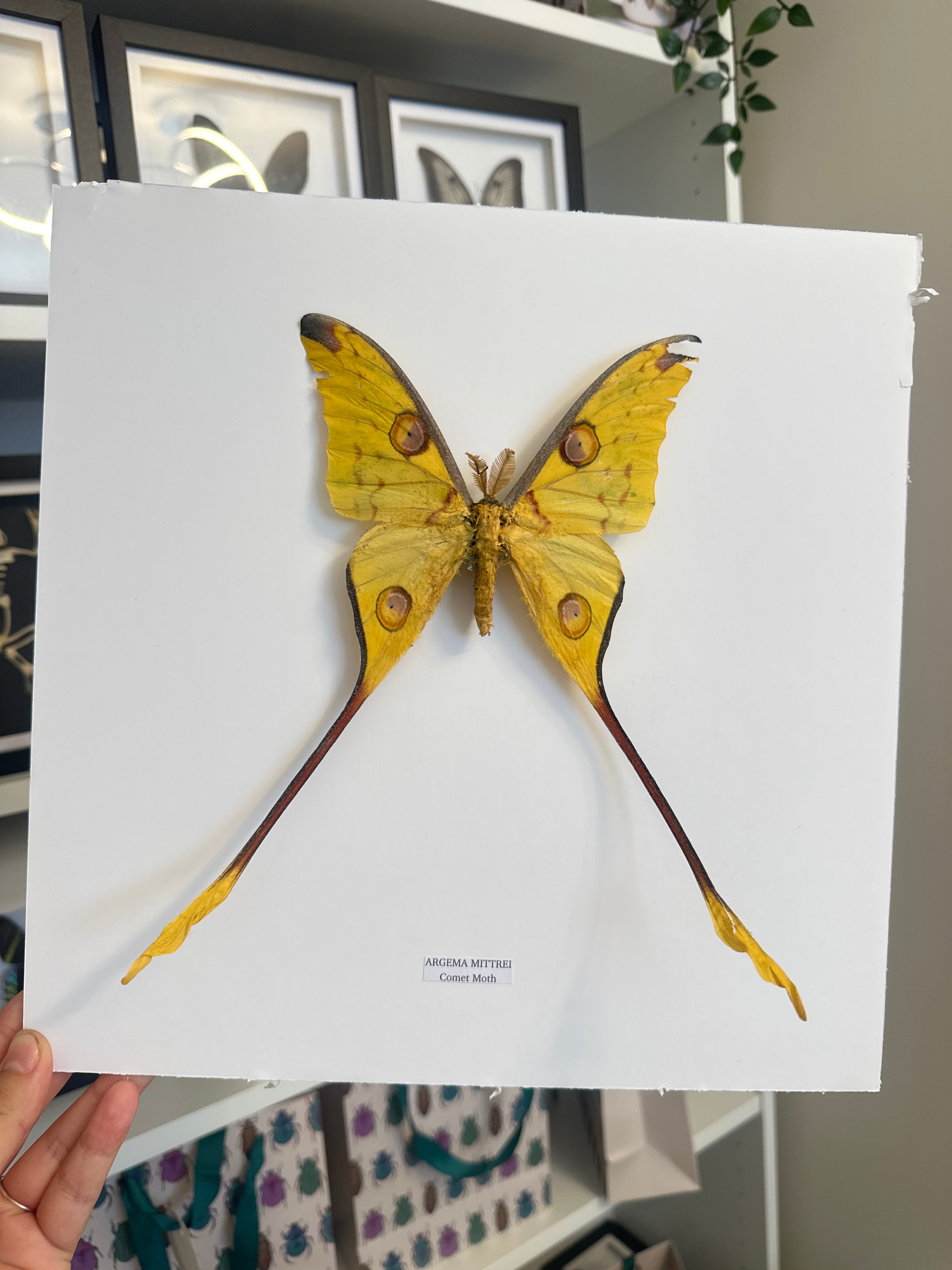 Comet Moth (Argema Mittrei Male) – XLarge Frame