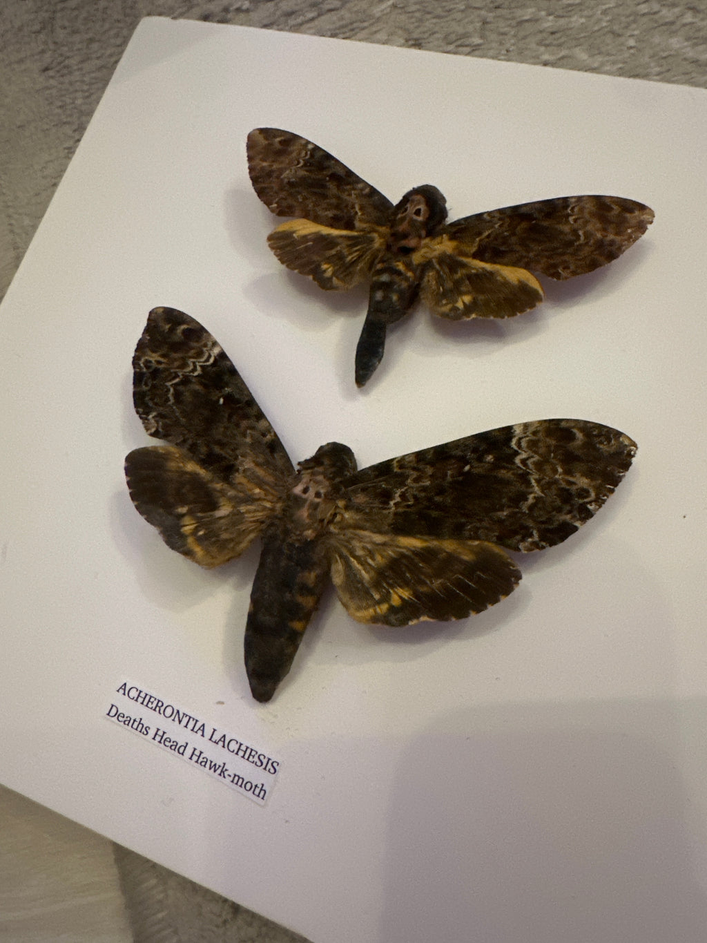 Deaths Head Hawk-Moth (Acherontia Lachesis) – Medium Frame