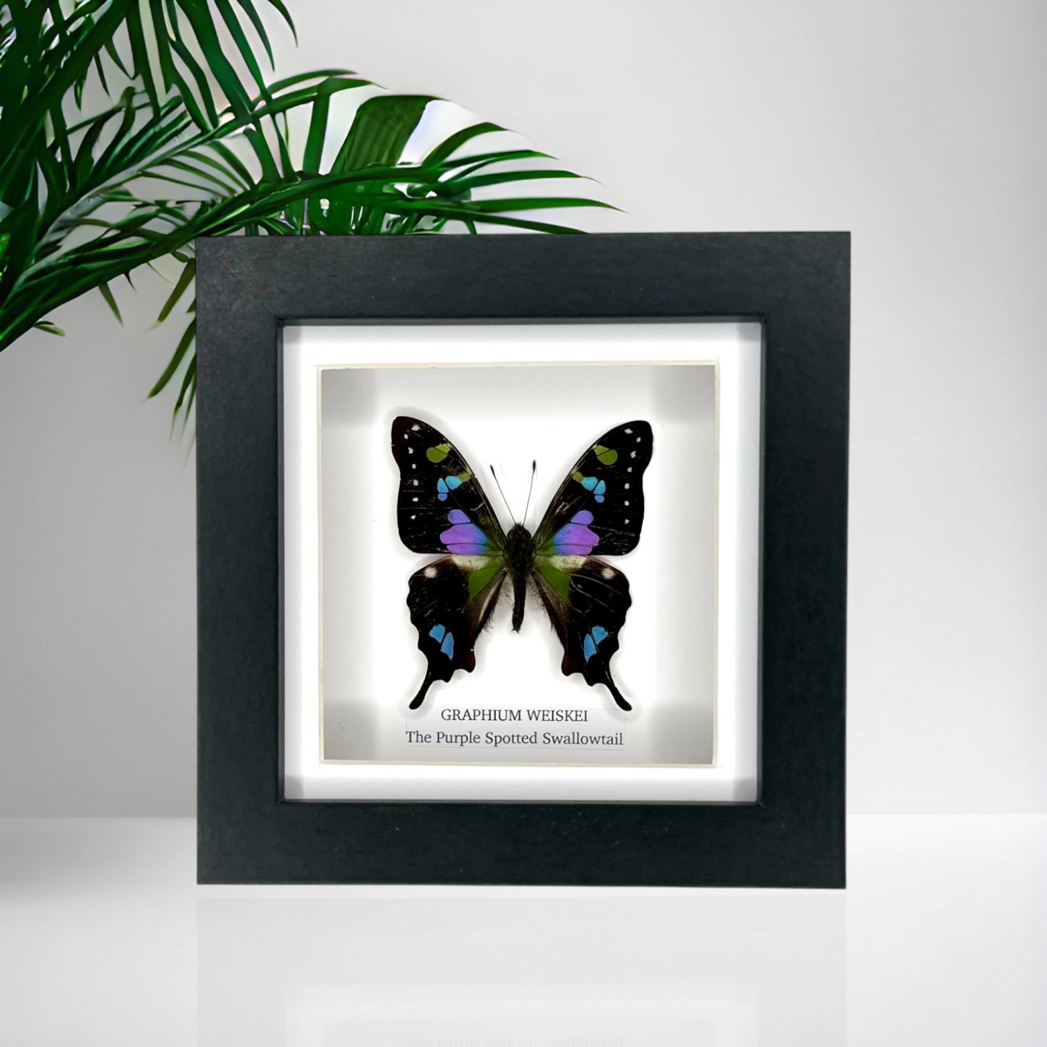 Purple Spotted Swallowtail (Graphium Weiskei) – Small Frame