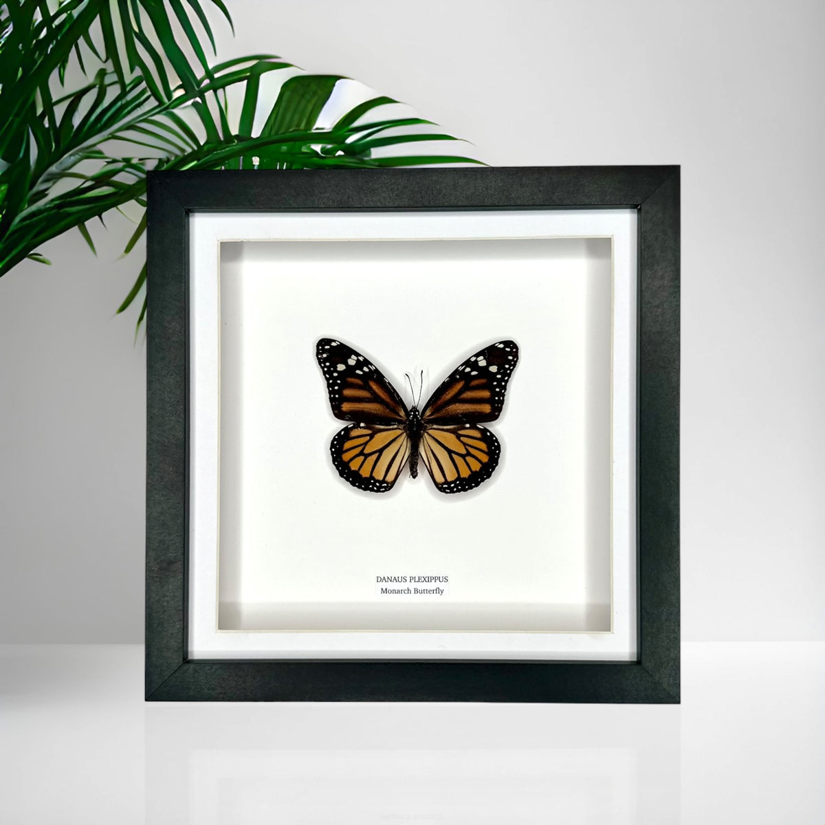 Monarch Butterfly (Female Danaus Plexippus) – Medium Framed Butterfly