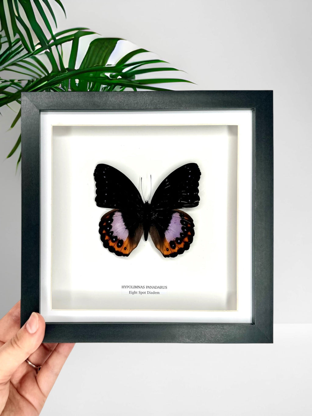 Eight Spot Madagascan Diadem – Medium Frame handmade by cuteaholic entomology taxidermy frame purple orange spot details