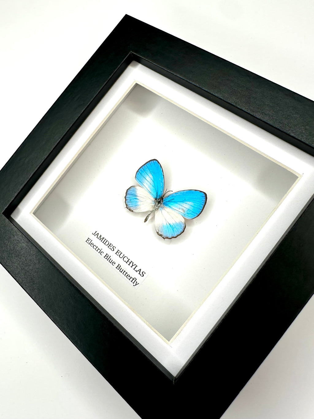 Electric Blue Butterfly | Jamides Euchylas - Small black shadow deep Frame - Taxidermy Entomology Home Decor Framed Art handmade by cuteaholic gifts