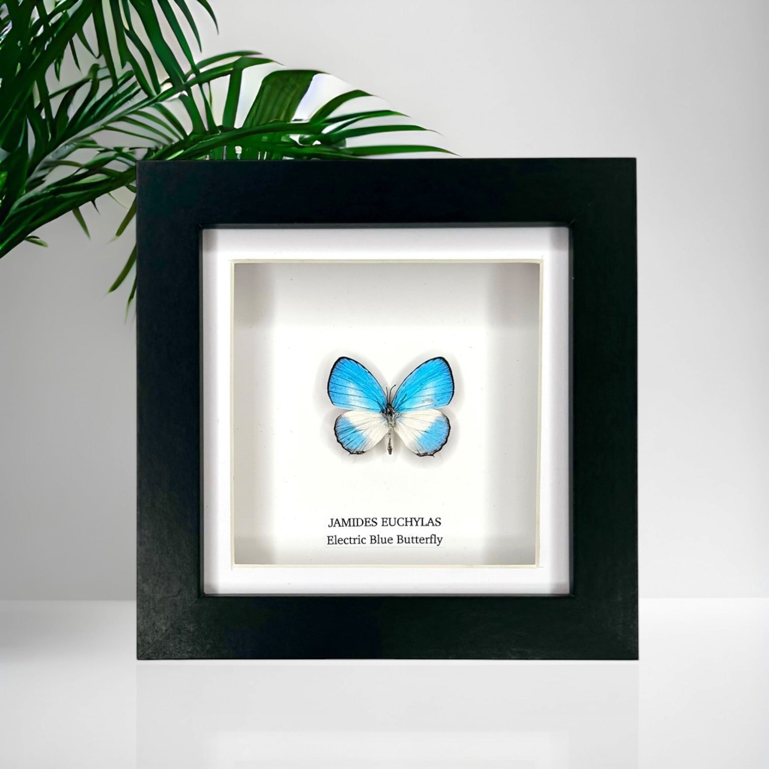 Electric Blue Butterfly | Jamides Euchylas - Small black shadow deep Frame - Taxidermy Entomology Home Decor Framed Art handmade by cuteaholic gifts