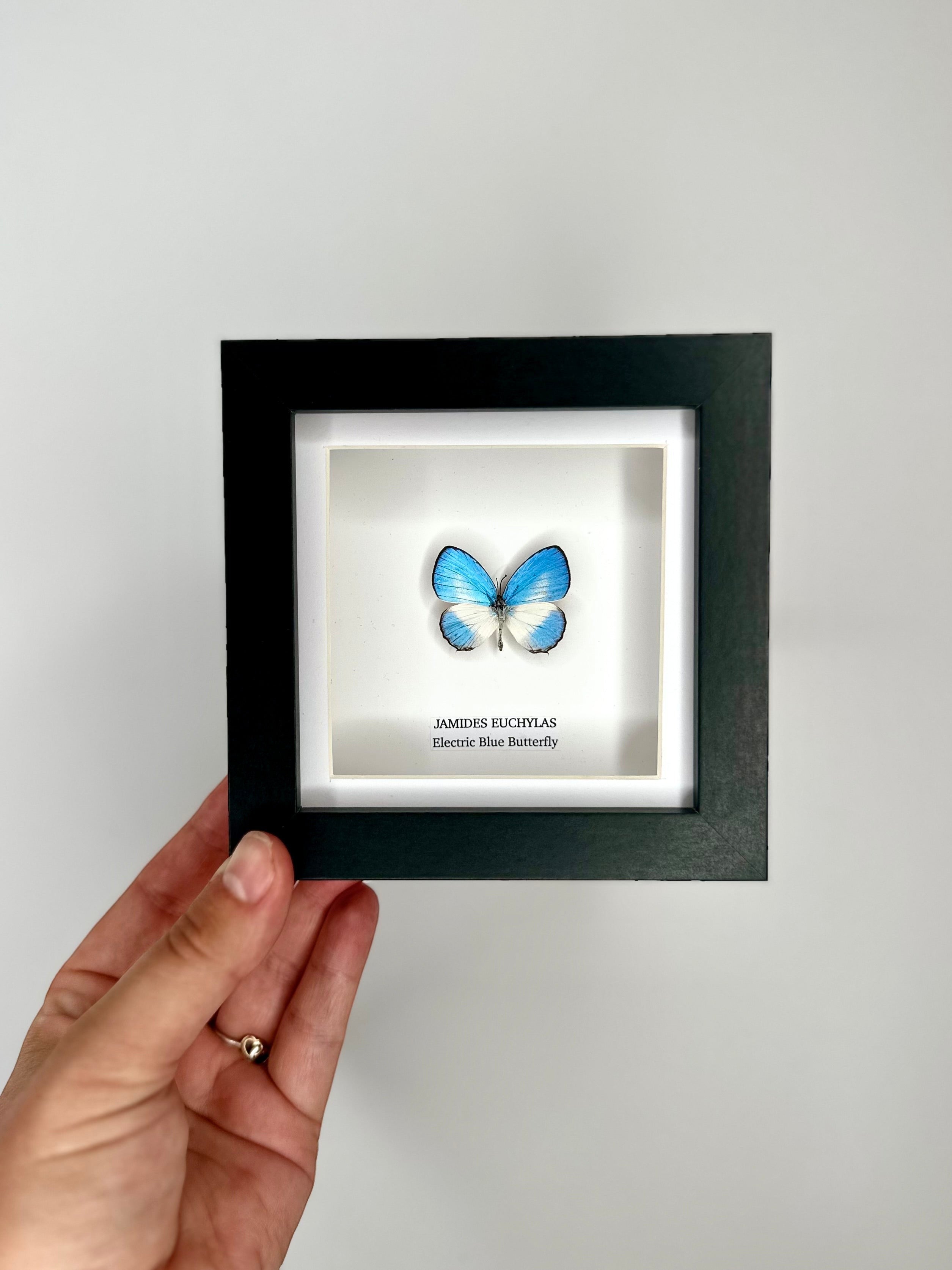 Electric Blue Butterfly | Jamides Euchylas - Small black shadow deep Frame - Taxidermy Entomology Home Decor Framed Art handmade by cuteaholic gifts