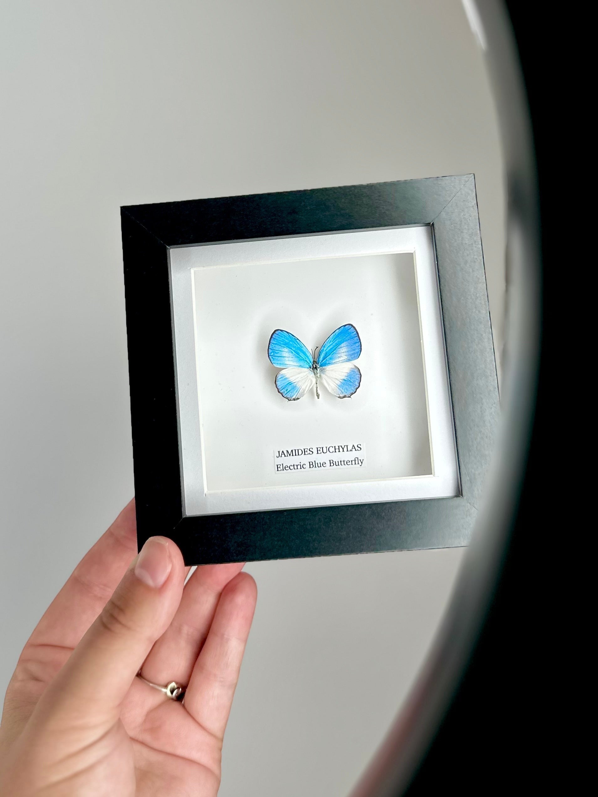 Electric Blue Butterfly | Jamides Euchylas - Small black shadow deep Frame - Taxidermy Entomology Home Decor Framed Art handmade by cuteaholic gifts