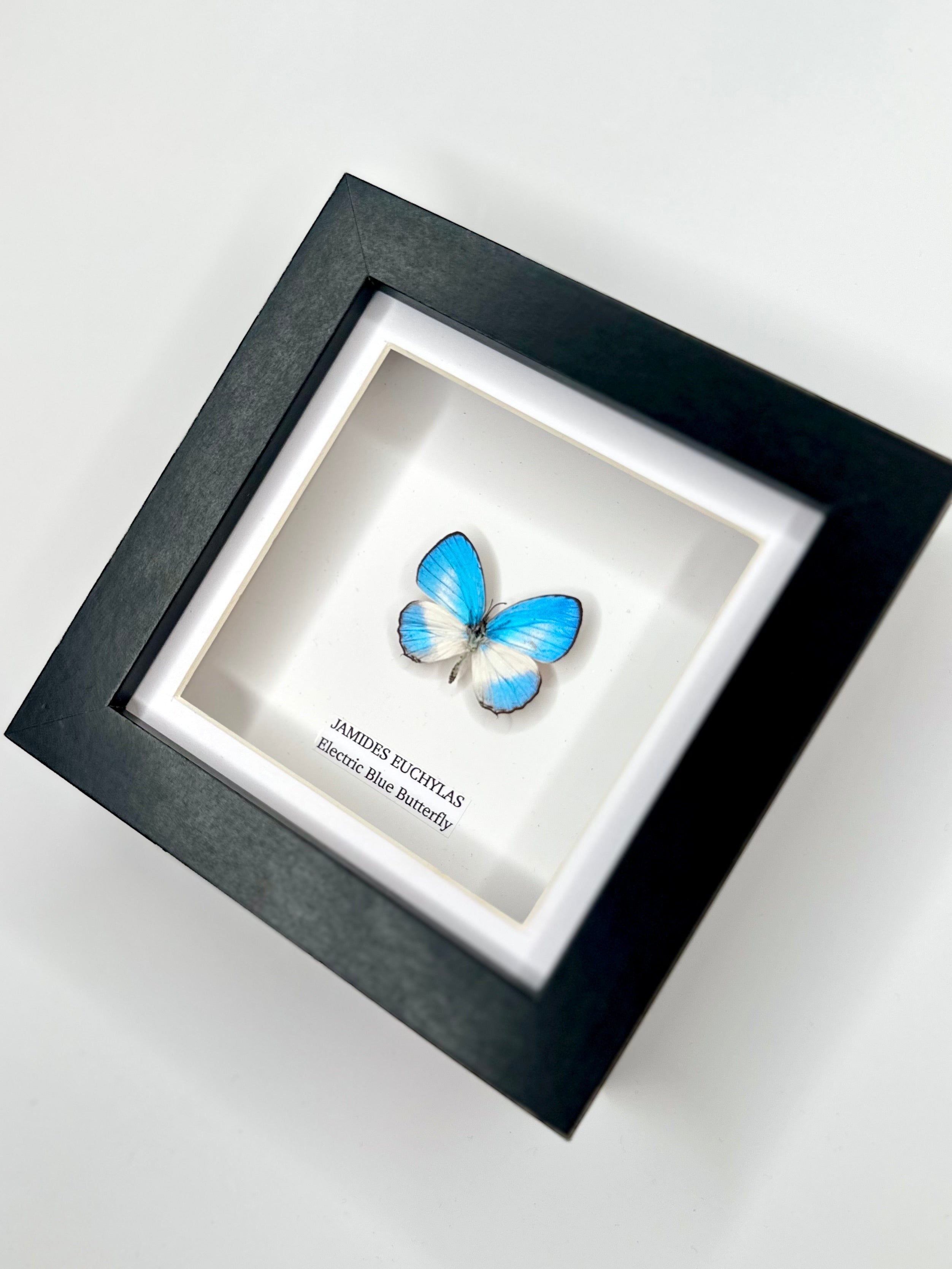 Electric Blue Butterfly | Jamides Euchylas - Small black shadow deep Frame - Taxidermy Entomology Home Decor Framed Art handmade by cuteaholic gifts