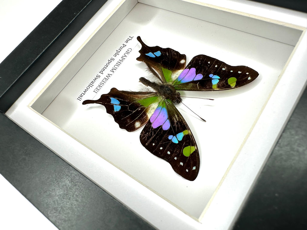 Purple Spotted Swallowtail (Graphium Weiskei) – Small Frame