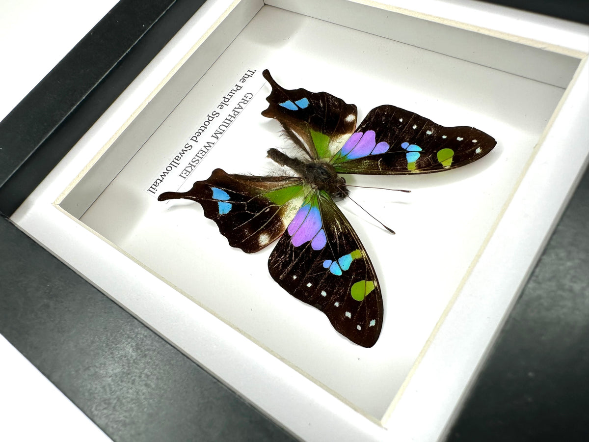 Purple Spotted Swallowtail (Graphium Weiskei) – Small Frame