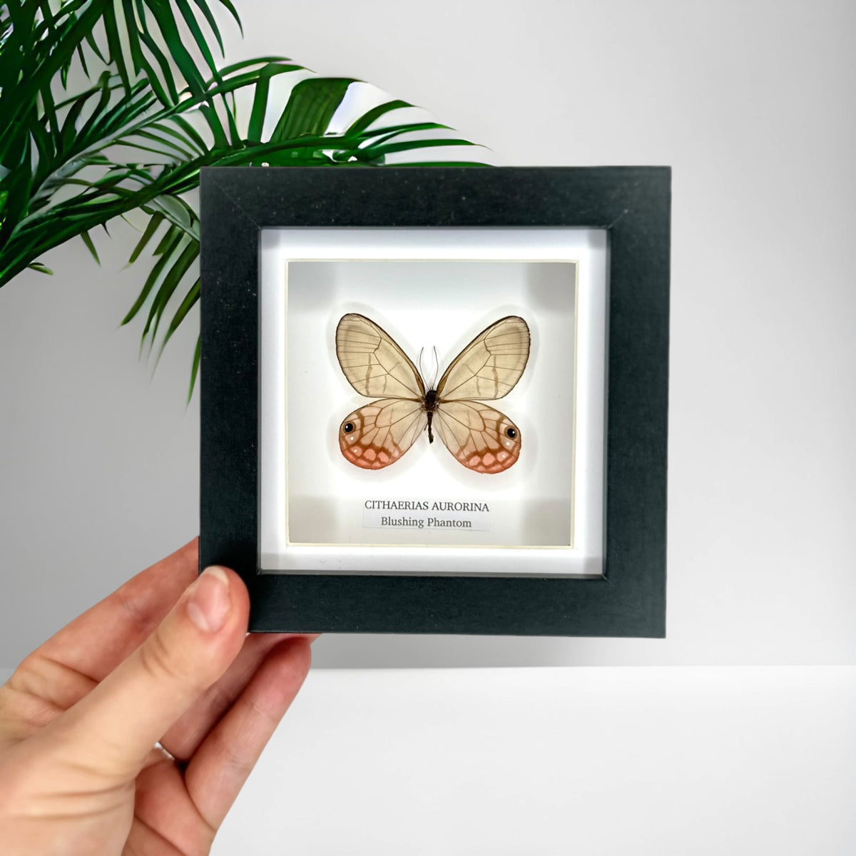 Blushing Phantom (Cithaerias Aurorina) - Small Framed Butterfly