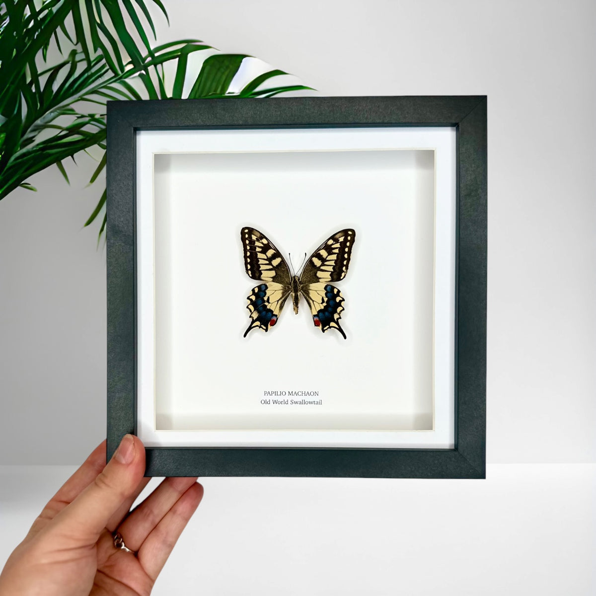 Old World Swallowtail (Papilio Machaon) - Medium Framed Butterfly