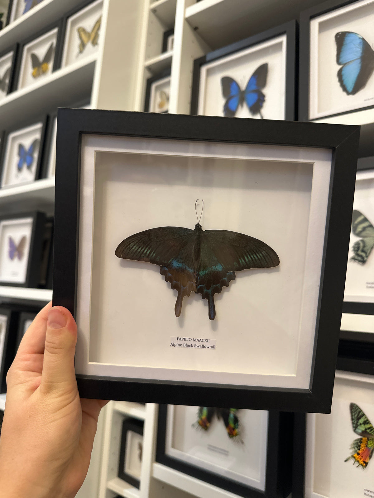 Sale | One Offs | Rare Pieces | Butterflies | Moths | Bugs