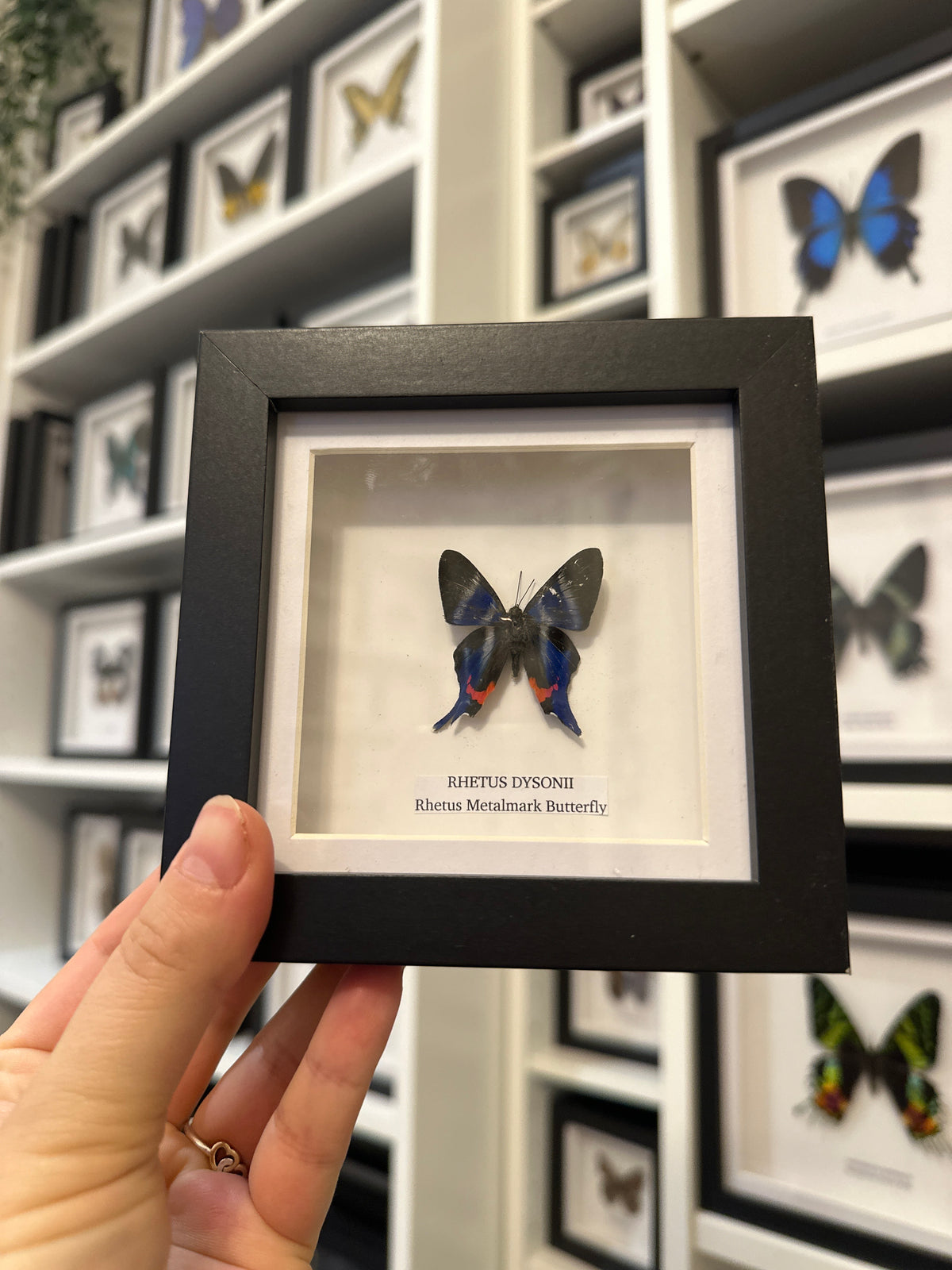 Sale | One Offs | Rare Pieces | Butterflies | Moths | Bugs