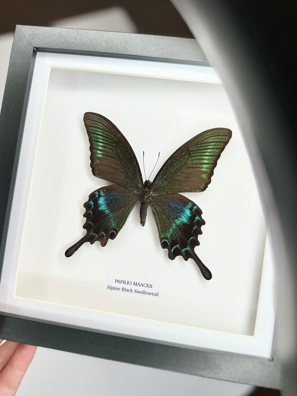 Alpine Black Swallowtail (Papilio Maackii) – Medium Framed Butterfly